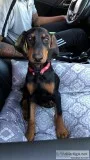 MALE DOBERMAN PUPPY