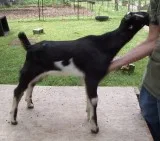 LaMancha Dairy Goat Buck