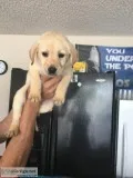 Yellow Labrador retriever puppies