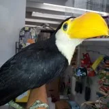 Toco Toucan for sales