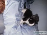 KITTENS