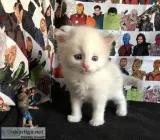 Ragdoll Kitten is a Marvel