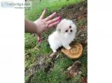 Pomeranian puppies available and ready for Rehoming