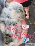 Blue Heelers - Ready for Mom s Day