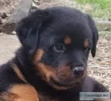 AKC Male Rottweiler Puppies