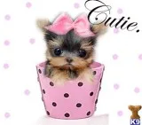 POCKET PUPPIES NEAR YOU