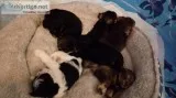 Miniature Schnauzer pups CKC registered