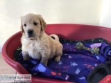 gjf Golden Retriever puppies 500