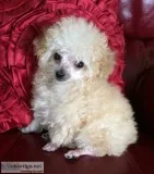 Toy Poodle Puppies