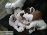 American bulldog puppies