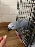 African grey talking parrot