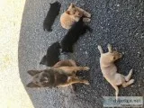 Belgian Shepherds