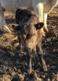 miniature dairy cattle