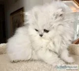 Persian kittens in a variety of colors.