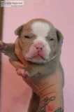 Ukc American Bully Puppies