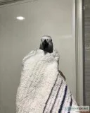 African grey parrot