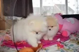 Beautiful Pomeranian puppies Available