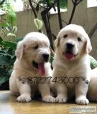Adorable Golden Retriever female pups for sale