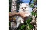 Pomeranian Puppies Available Free call or sms 715) 863-2297