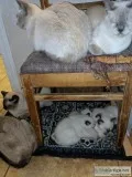Siamese Kittens