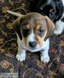 AKC Minature Dachshund Piebald Male