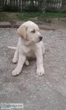 F1 Goldador Puppies