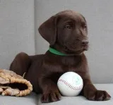 ENGLISH CHOCOLATE LAB PUPPIES AVAILABLE.