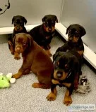 AKC European line Doberman Puppies