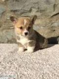 Top Quality Corgi Pup - Male