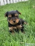 Yorkie puppies