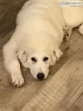 Great Pyr females