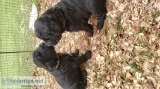 Newfidoodle