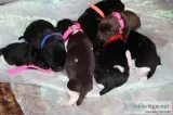 Labrador Retriever Pointing Hybrid puppies for sale
