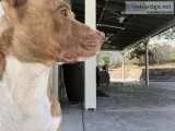Pit bull terrier mix Male