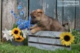 Boomer Male German Shepherd