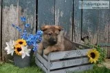 Marlin Male German Shepherd