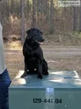 2 yr old black lab male