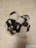 CKC Registered Lhasa Apso Puppies