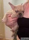 french bulldog puppies