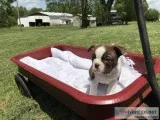 AKC BOSTON TERRIER puppy