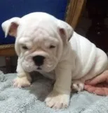 White English bulldog puppy