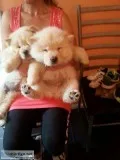 purebreed Chow Puppies Available for adoption