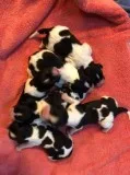 AKC Springer Spaniel Puppies