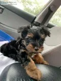 Yorkie Terrior Puppy