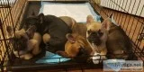 Adorable frenchies