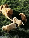 Golden Retriever looking for a new home