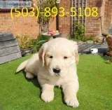 Kc Golden Retriever Puppies Health