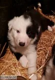 Border Collie  Aussie Pups