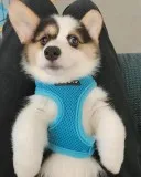 Alpha Male Pembroke Corgi Welsh Puppy Ready.