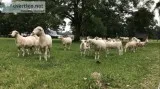 Katahdins-flock reduction-breeding stockshow-registere d